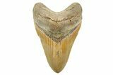 Fossil Megalodon Tooth - North Carolina #257763-1